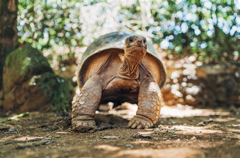 shutterstock 2248591763 La tortue géante d Aldabra est une espèce