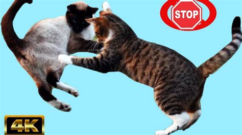 Why Cats Fight Each Other How To Stop Them Facts Of Cats Btech