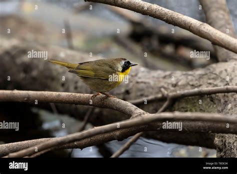 Common yellowthroat nest hi-res stock photography and images - Alamy