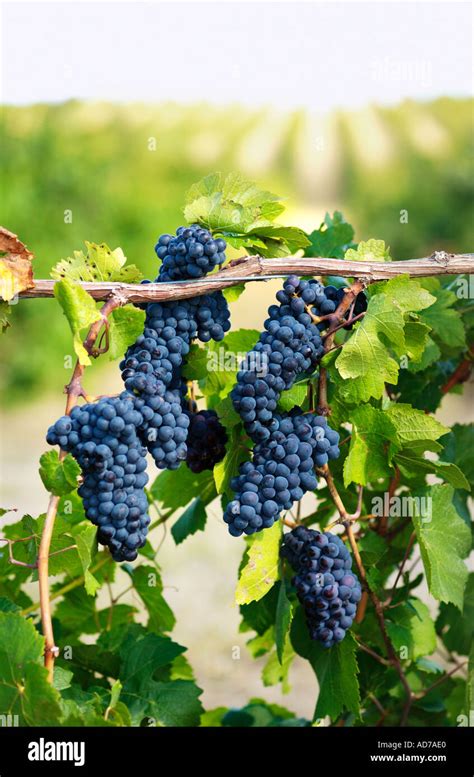 grapes in vineyard Stock Photo - Alamy