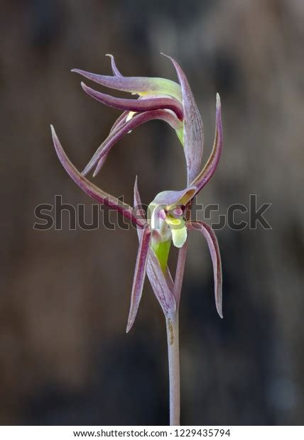 Brown Beaks Orchid Lyperanthus Suaveolens Approx Stock Photo