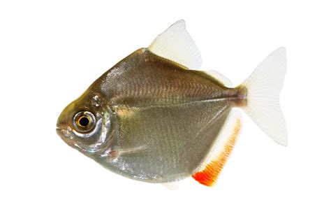 Silver Dollar Fish Care Guide: Complete Fact Sheet, Breeding, & Behavior