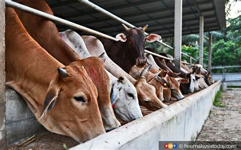 16 Lembu Disyaki Diracun Penternak Rugi RM40 000 Hot FM