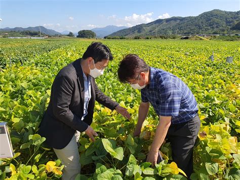 괴산군 농업경쟁령 높일 노지 콩 생산 스마트단지 구축 탄력