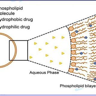 Schematic diagram of liposome structure. 55 | Download Scientific Diagram