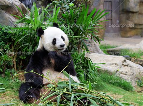 Panda eating bamboo — Stock Photo © leungchopan #13963627