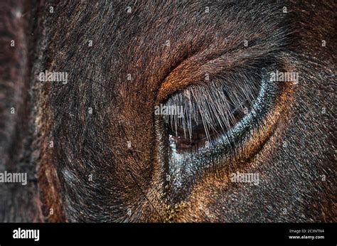 Cow eyelashes hi-res stock photography and images - Alamy