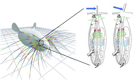 New Insights Into How Whisker Bending Translates To Sensory Touch Signals