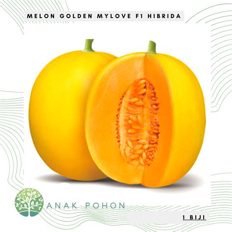 Jual Benih Bibit Biji Melon My Love F1 Golden Kuning Hibrida Seeds