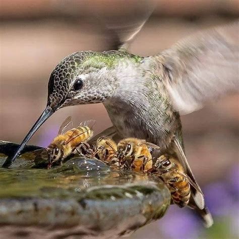 Hummingbird And Bees Sharing A Drink At A Fountain Hummingbirds