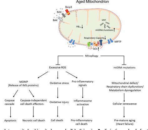 Figure From Mitochondrial Quality Control The Role Of Mitophagy In