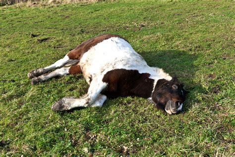 Sleeping Sickness in Horses - Symptoms, Causes, Diagnosis, Treatment ...