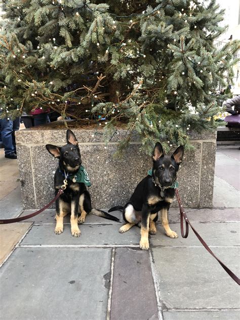 Seeing Eye Dog in training, Hunter (right), did a great job in NYC with