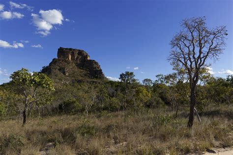 Brazilian Cerrado: the Biodiversity and the Challenges