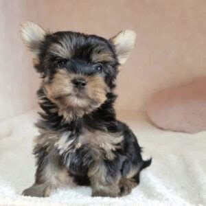 Yorkie Poo Puppies For Sale Yorkie Poo Puppies For Sale Near Me