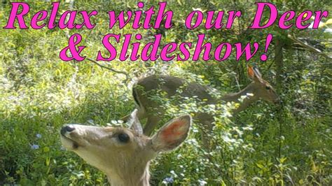 Relax With Our Deer 360 And Slideshow Youtube