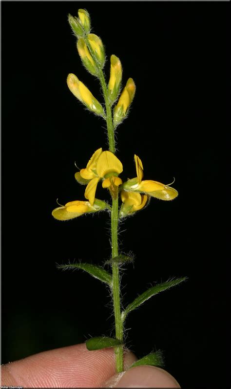 genista-germanica-obermayer