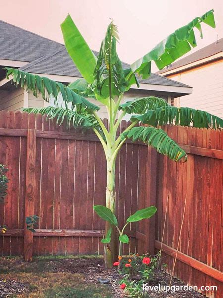 The Complete Guide To Ice Cream Banana Tree Musa Acuminata × Balbisiana Blue Java