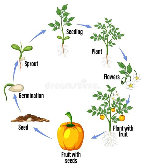 Life Cycle of a Plant Diagram Stock Vector - Illustration of ingredient ...