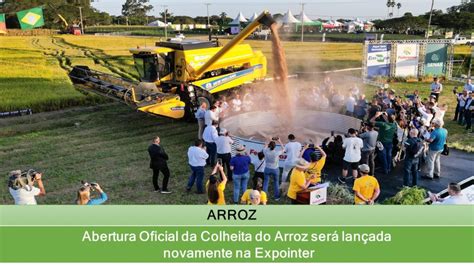 Abertura Oficial Da Colheita Do Arroz Ser Lan Ada Novamente Na