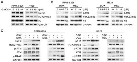 Pharmacological Inhibition Of Ezh2 Combined With Dna‑damaging Agents