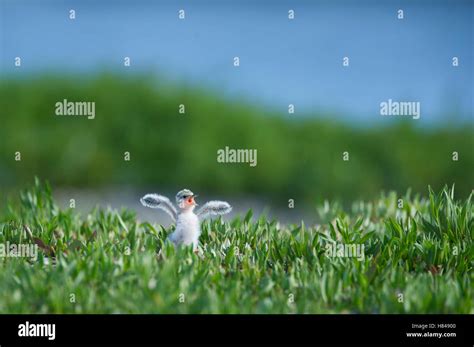 Little Tern Sternula Albifrons Chick Begging For Food Zeeland