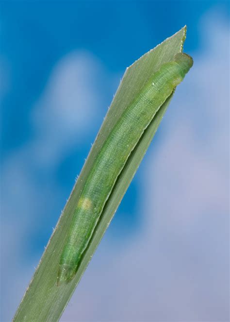 Salt Marsh Skipper - Alabama Butterfly Atlas