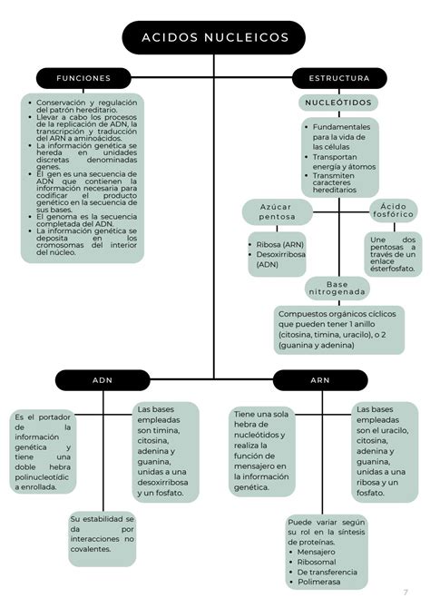 Portafolio De Evidencias Biolog A By Dayana Nicolle Ch A Lemus Issuu