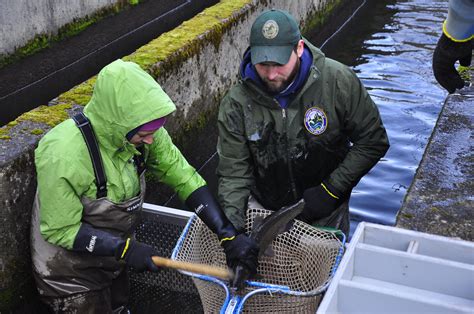 WDFW Hatchery Division Wild Steelheaders United