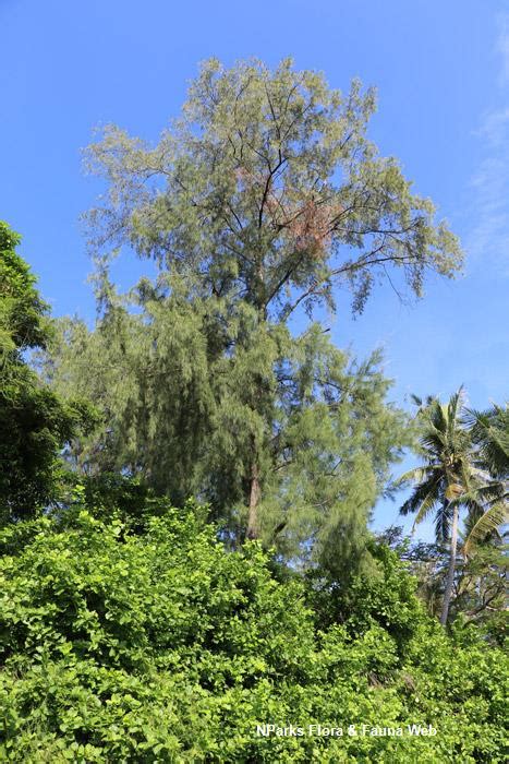 Nparks Casuarina Equisetifolia