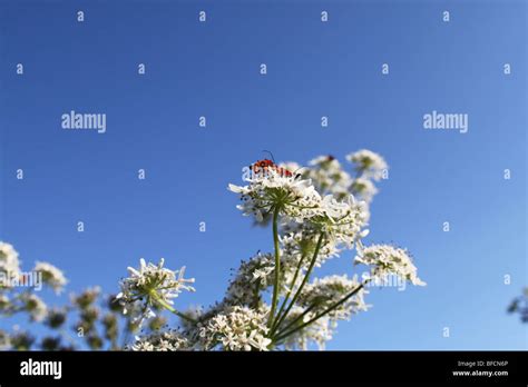 Apareamiento de la vaca fotografías e imágenes de alta resolución Alamy