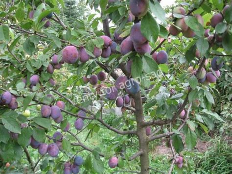 Амерс слива, сорт, описание - Агро Сад