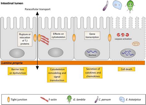 Frontiers Infection Strategies Of Intestinal Parasite Pathogens And