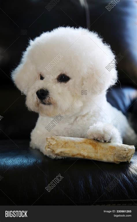 Bichon Frise Dog. Pure Image & Photo (Free Trial) | Bigstock