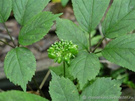 Женьшень сухоцвет 10 гр купить в интернет-магазине Ярмарка Мастеров по ...