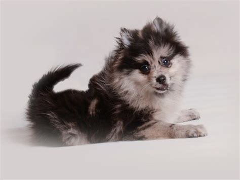 Pomeranian Dalmatian Mix