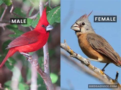 Male Vs Female Cardinal How To Tell Them Apart Male Vs Female