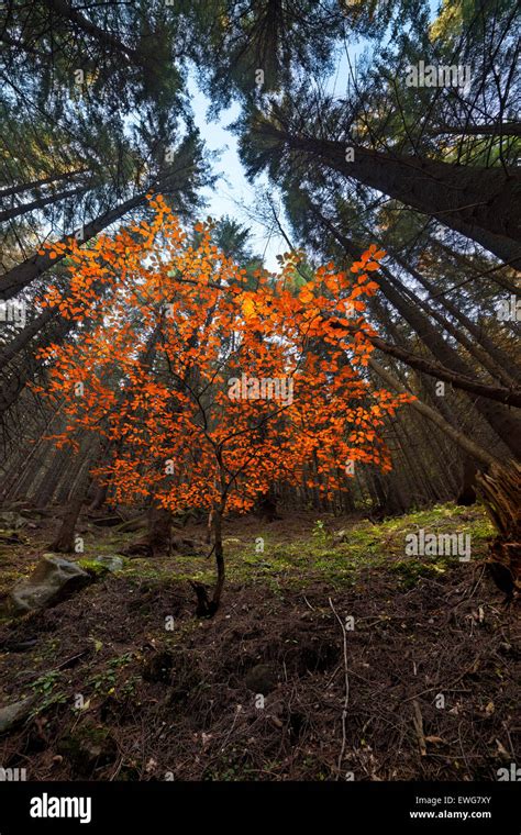 Fall colors tree Stock Photo - Alamy