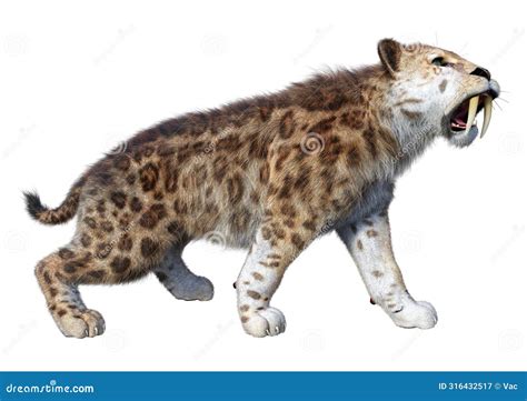 3d Rendering Saber Toothed Tiger On White Stock Illustration