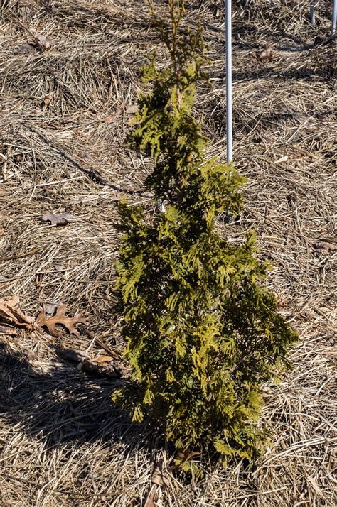 Thuja occidentalis 'Degroot Emerald Spire', 2015 | "Thuja oc… | Flickr