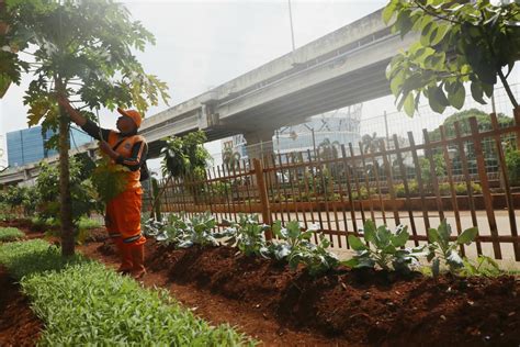 Melihat Kawasan Urban Farming Rw Cipinang Melayu Beritajakarta Id