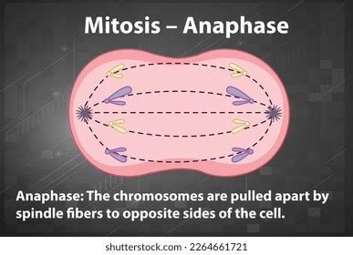 Process Mitosis Anaphase Explanations Illustration Stock Vector ...