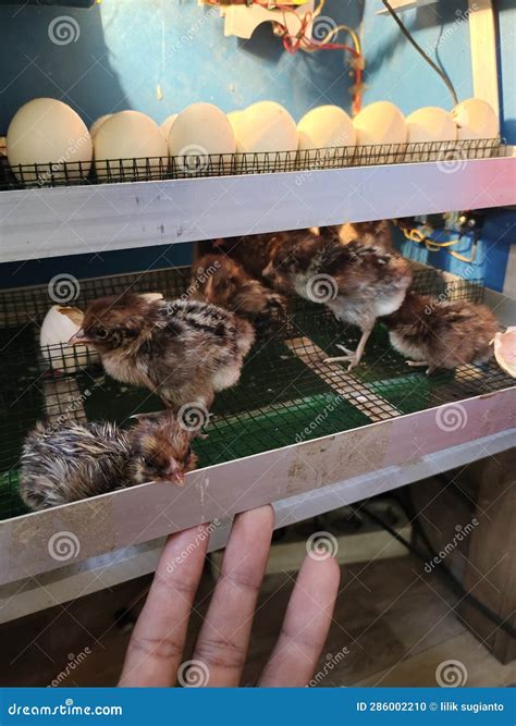 Hatching Chicken Eggs Using an Automatic Incubator Stock Photo - Image