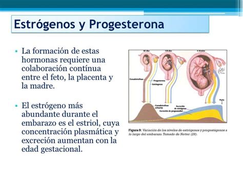 Importancia Del Estrógeno Y Progesterona En El Embarazo Bezzia