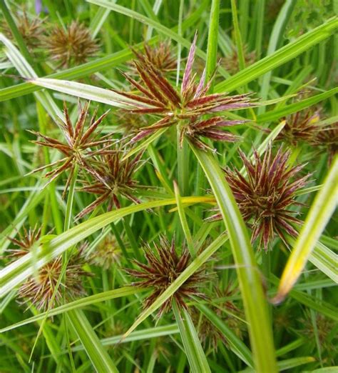 Buy Kapebonavista Nagar Motha Bara Nagar Motha Mutha Motha Ambhodhara Coco Grass Nutgrass