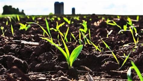 Suelo para la Agricultura importancia del Suelo para la Actividad Agrícola