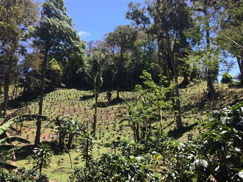 Project Nicaragua | Coffee Embassy