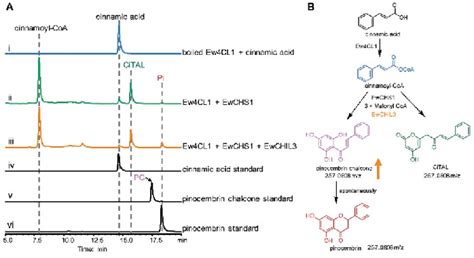 Biochemical Characterization Of EwCHS1 Using Cinnamoyl CoA As The