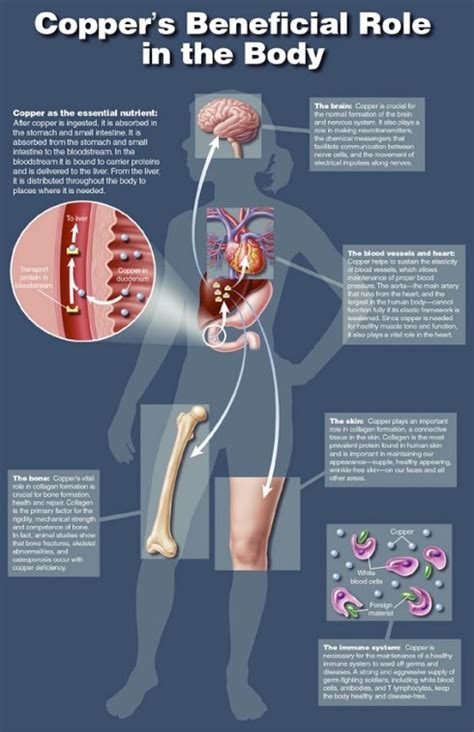 Coppers Beneficial Role In The Body The Original Copper Heeler