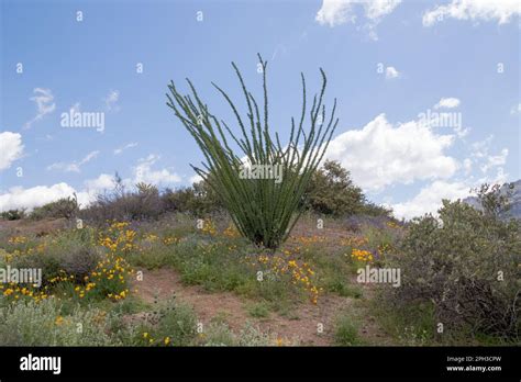 Lost Dutchman State Park in Apache Junction, Arizona Stock Photo - Alamy